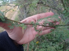 Vachellia farnesiana