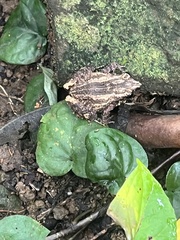 Craugastor polyptychus