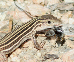 Phidippus arizonensis