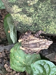 Craugastor polyptychus