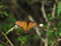 Danaus gilippus gilippus