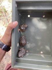 Chiromantis xerampelina