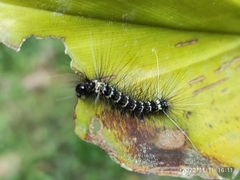 Arctiinae