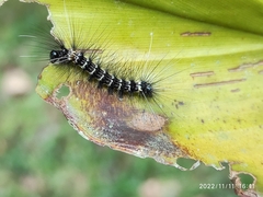 Arctiinae