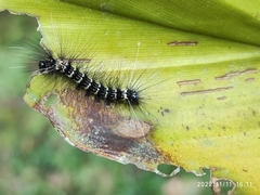 Arctiinae