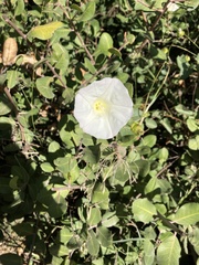 Calystegia