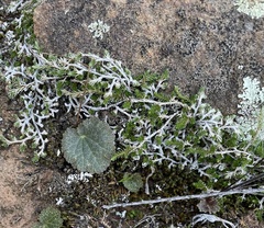 Selaginella cinerascens