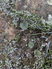 Selaginella cinerascens