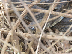 Palusophis bifossatus