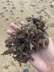 Clathria prolifera