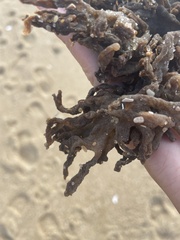 Clathria prolifera