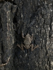 Chiromantis xerampelina