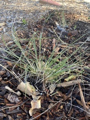 Muhlenbergia rigens