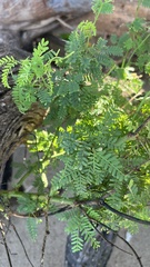 Prosopis pallida
