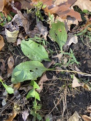 Plantago