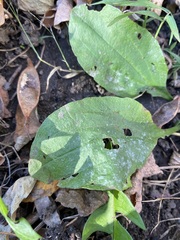 Plantago
