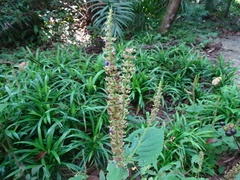 Coleus monostachyus
