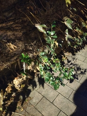 Ligustrum japonicum