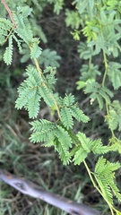 Prosopis pallida