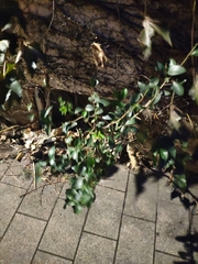 Ligustrum japonicum