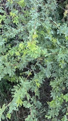 Prosopis pallida