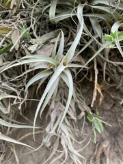 Tillandsia incarnata