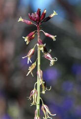 Caulanthus heterophyllus