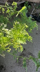 Prosopis pallida