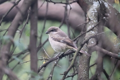 Lanius collaris