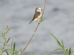 Arundinicola leucocephala