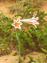 Cyrtanthus helictus