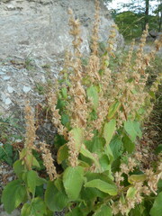 Stachys alpina