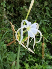 Hymenocallis littoralis