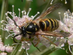 Dolichovespula norwegica