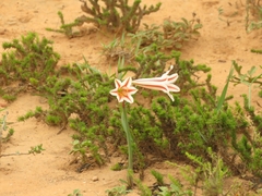 Cyrtanthus helictus