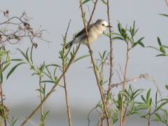 Arundinicola leucocephala