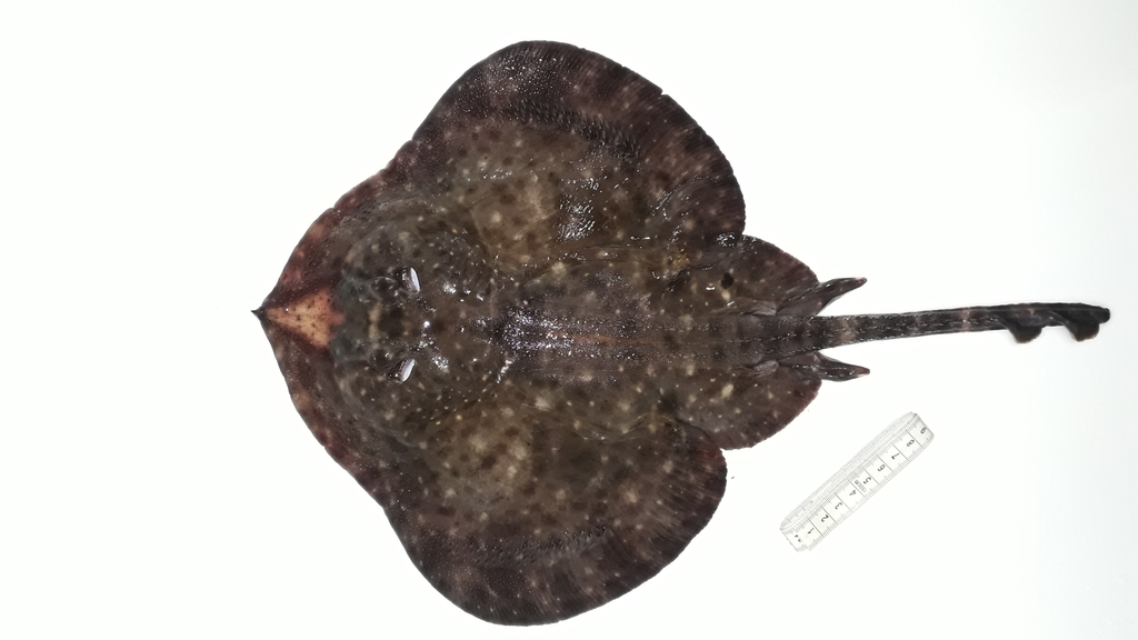 Smallthorn Sandskate