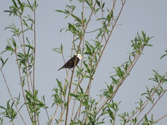 Arundinicola leucocephala