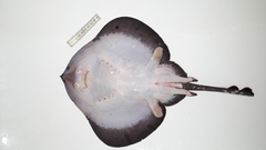 Psammobatis rudis