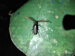 Sarifer flavirameus
