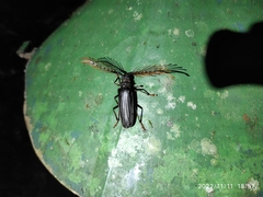 Sarifer flavirameus