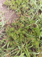 Portulaca halimoides