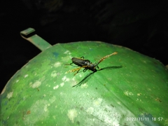 Sarifer flavirameus