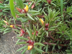 Portulaca halimoides