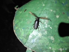 Sarifer flavirameus