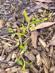 Melilotus officinalis