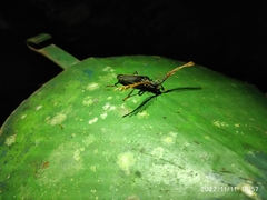 Sarifer flavirameus