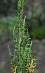 Caulanthus heterophyllus