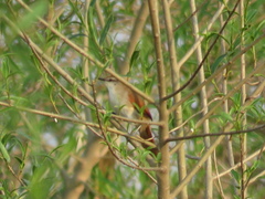 Certhiaxis cinnamomeus