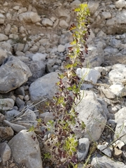 Brickellia laciniata